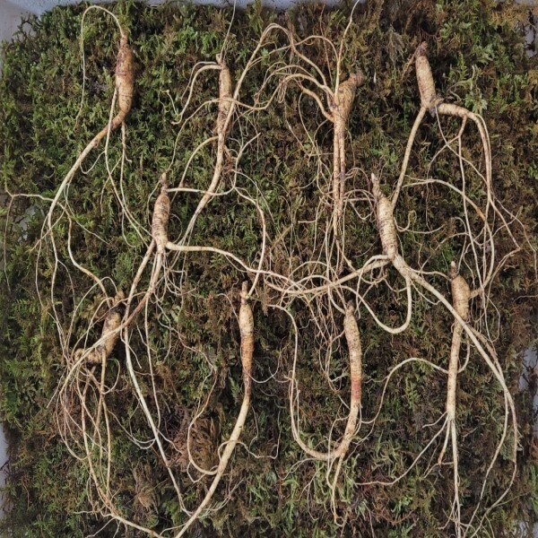 청청청 횡성더덕농가,산양산삼(5년근10뿌리)