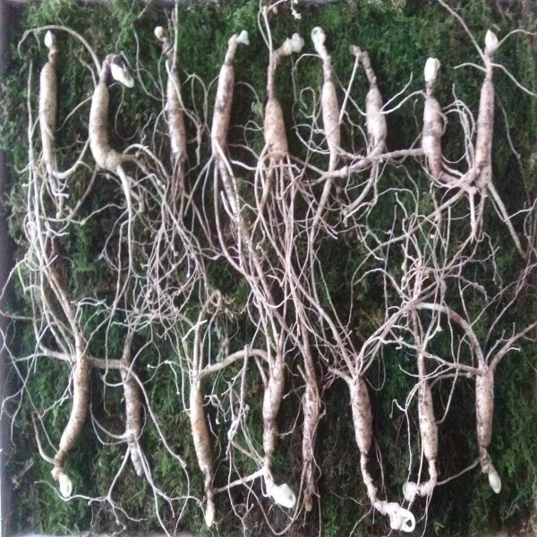 청청청 횡성더덕농가,산양산삼(8-9년근10뿌리)