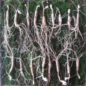 산양산삼(8-9년근10뿌리)